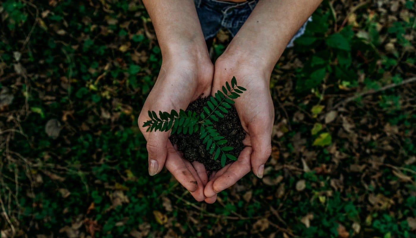 hands-holding-plant-in-forest.jpg