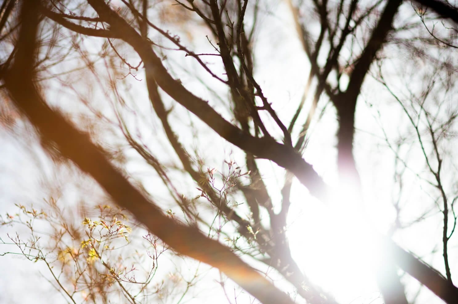 tree-branch-with-sun-shining-through.jpg