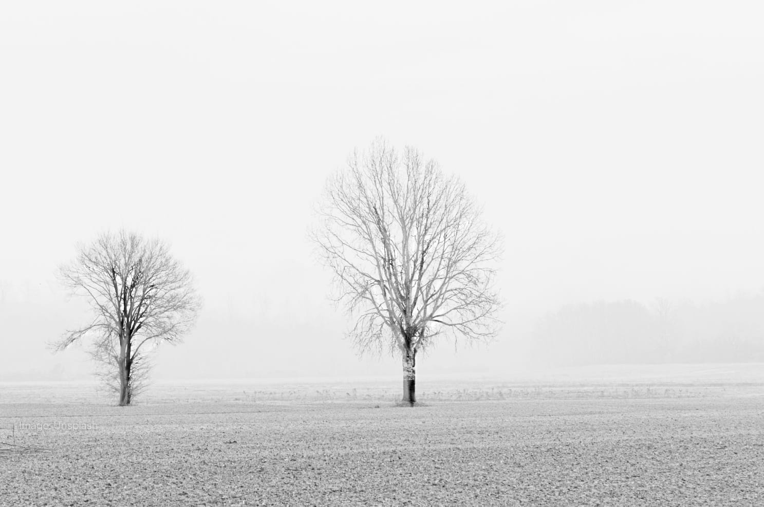 two-trees-in-field-white-scene.jpg