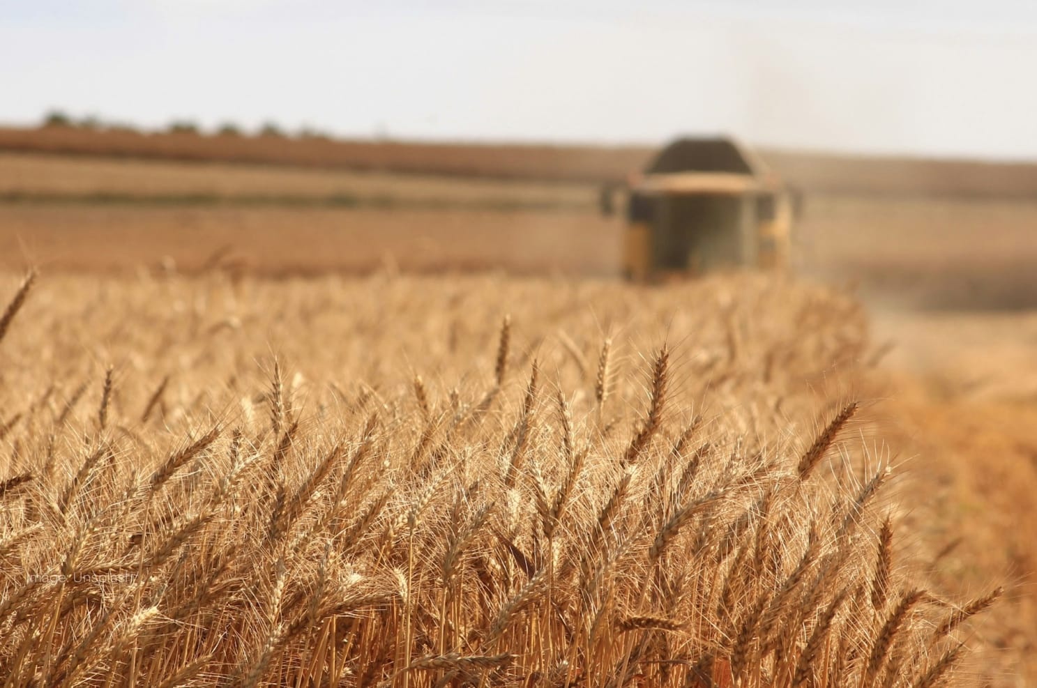 wheat-field-with-machinery-plowing-the-fields.jpg