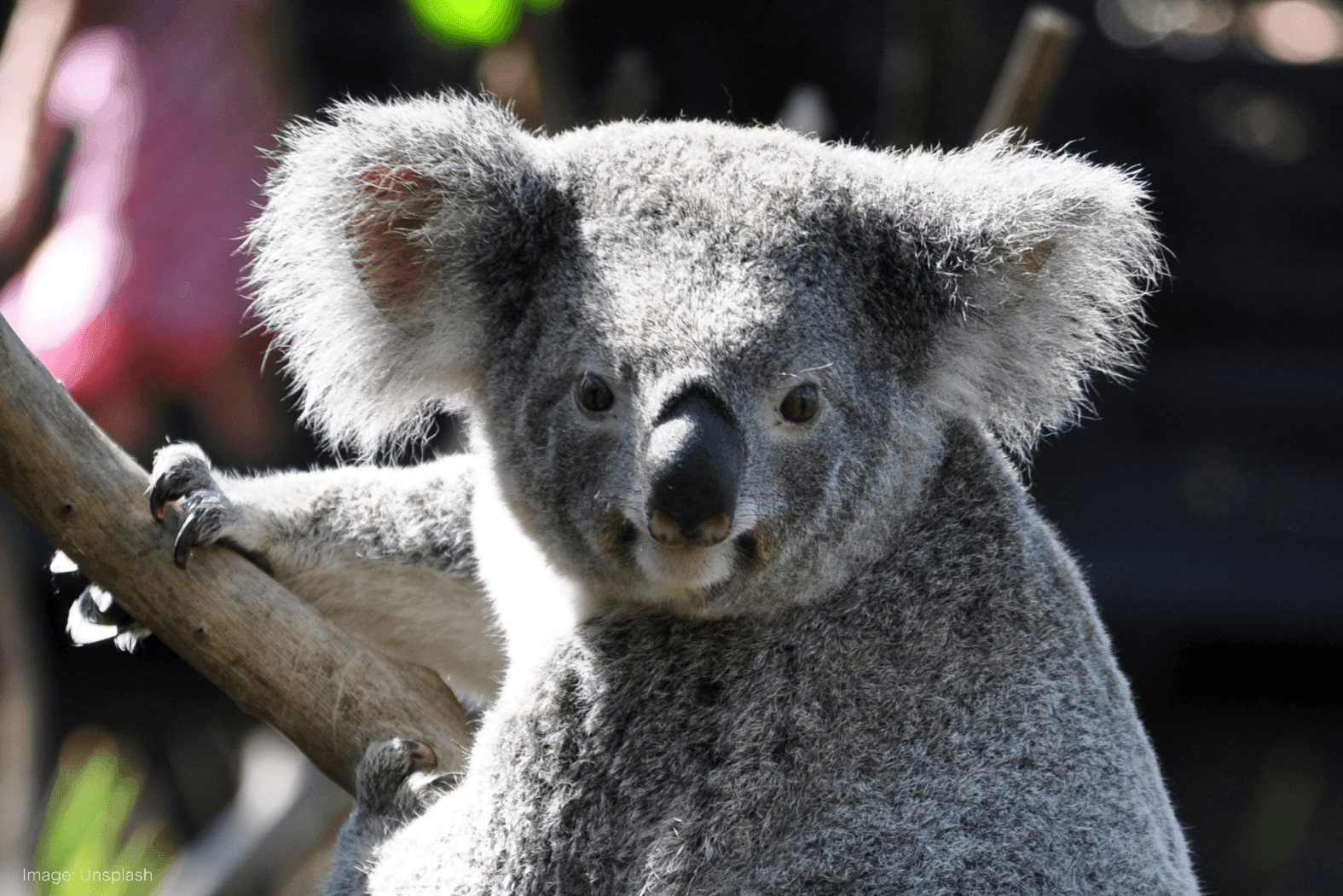 koalaipo.png